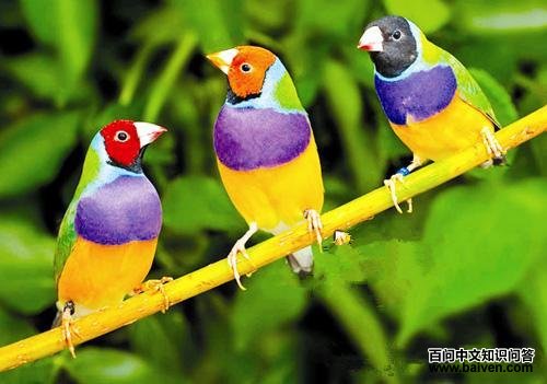 �߲�����