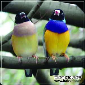 �߲�����