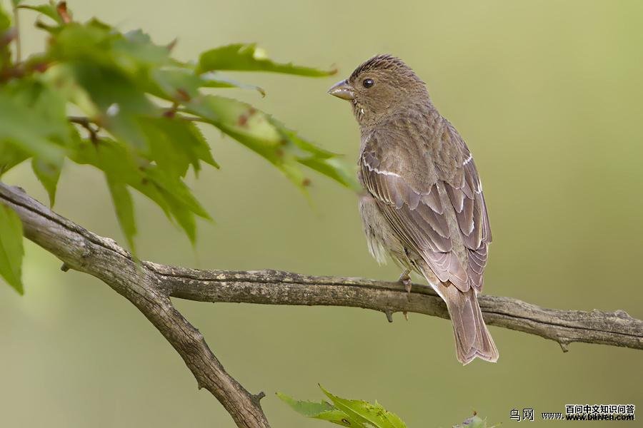 ��ͨ��ȸ���������嵨�۷ᣬ���ڽ�����2012��8��