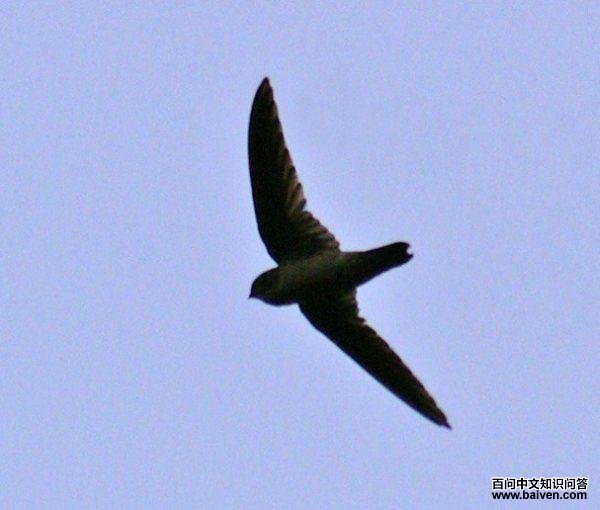 �ٲ������ͼƬ