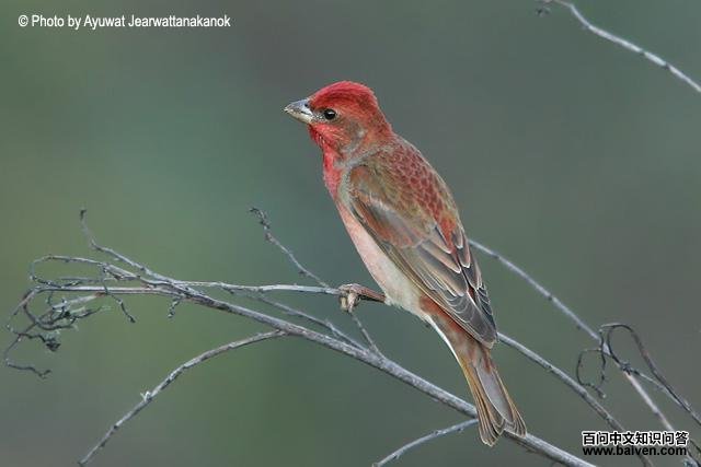 普通朱雀 普通朱雀的图片