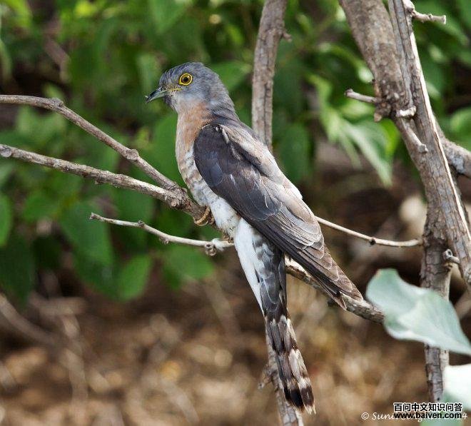 普通鹰鹃 普通鹰鹃的图片