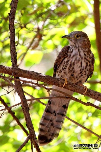 ��ͨӥ�飺����