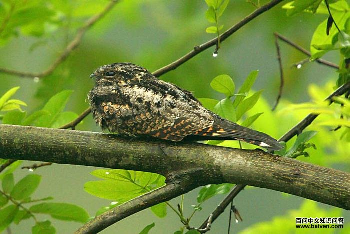 普通夜鹰 普通夜鹰的图片