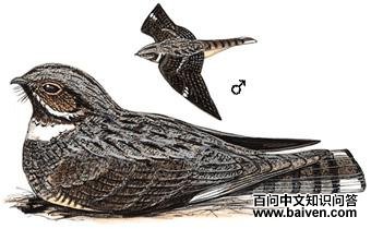 ��ͨҹӥ����̬����ͼ