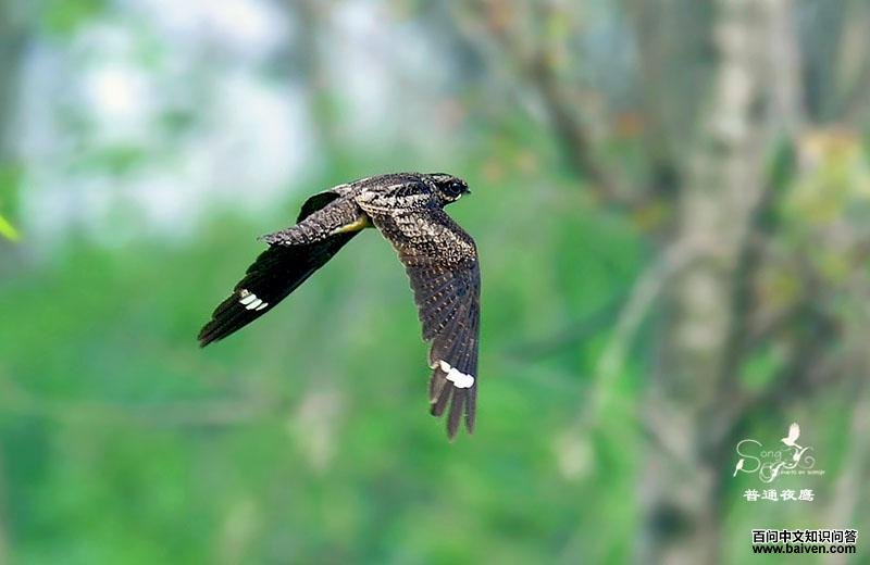 ��ͨҹӥ����Ӱ��Ȼ֮��