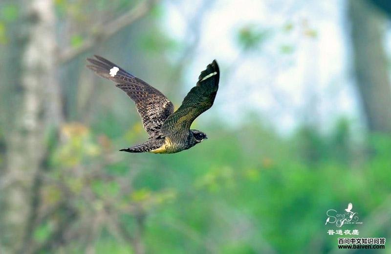 ��ͨҹӥ����Ӱ��Ȼ֮��