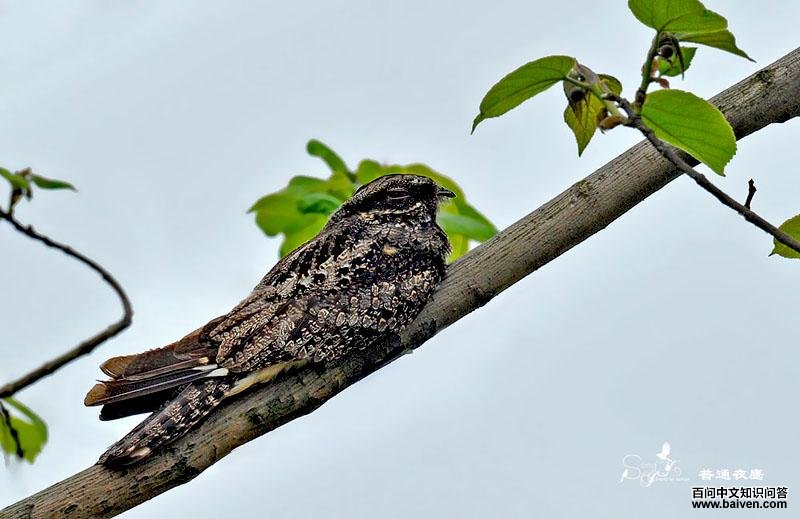 ��ͨҹӥ���͵�����Ƥ��̬����Ӱ��Ȼ֮��