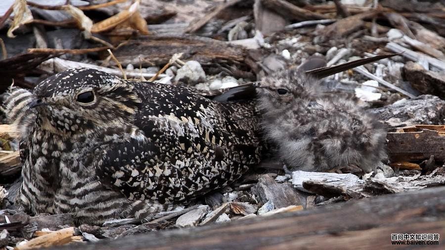 �ڷ�ľ���з�����������ͨҹӥ����Ӱ��ľ