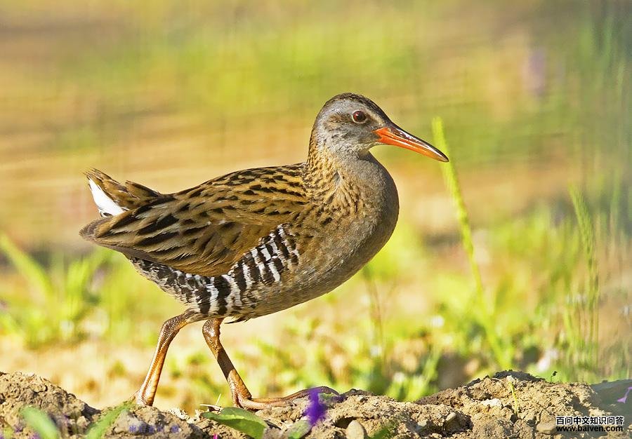 ��ͨ������ͼƬ