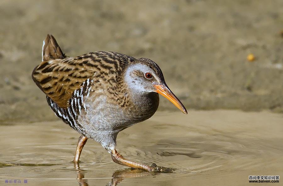 ��ͨ���������ߣ������ɽ��2011��4�¡�������