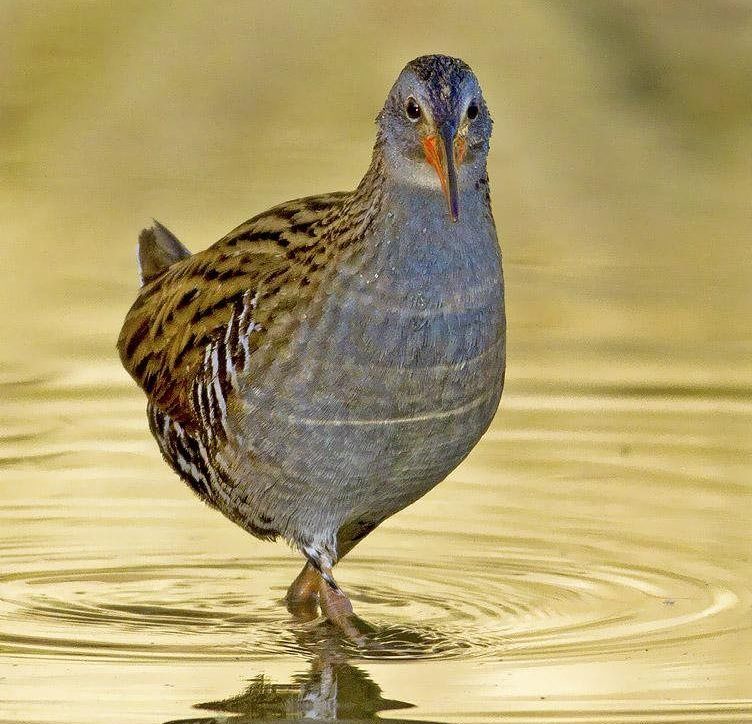 ��ͨ���������ߣ������ɽ��2011��4�¡�������