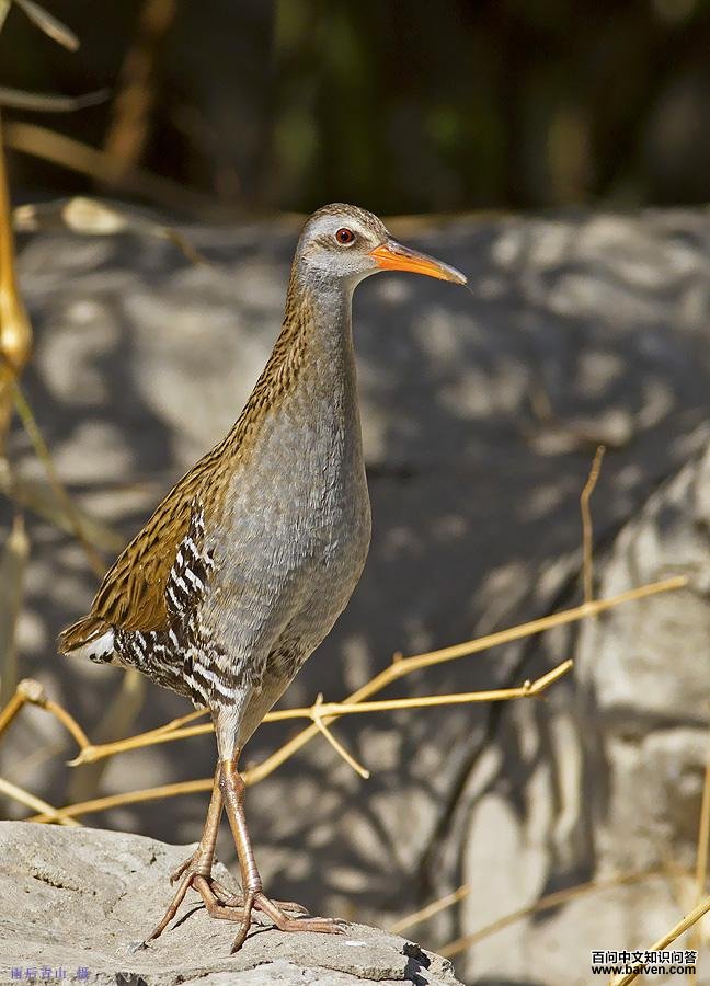 ��ͨ���������ߣ������ɽ��2011��4�¡�������