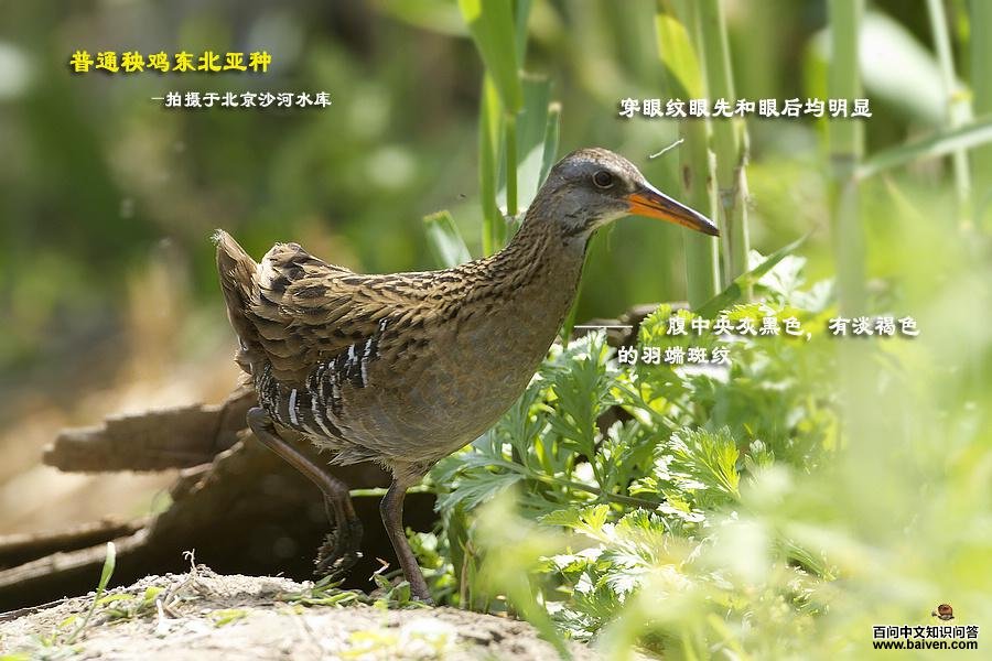 ��ͨ�����������֡����ߣ�ǧ��è��������