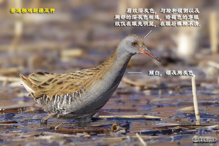 ��ͨ�����½����֣����������������ߣ�ǧ��è��������