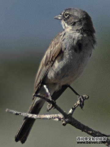 艾草漠鹀 艾草漠鹀的图片