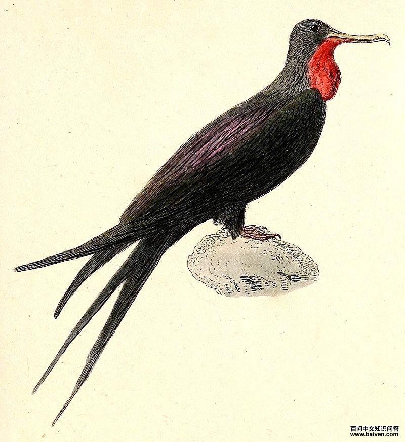 ������������̬����ͼ