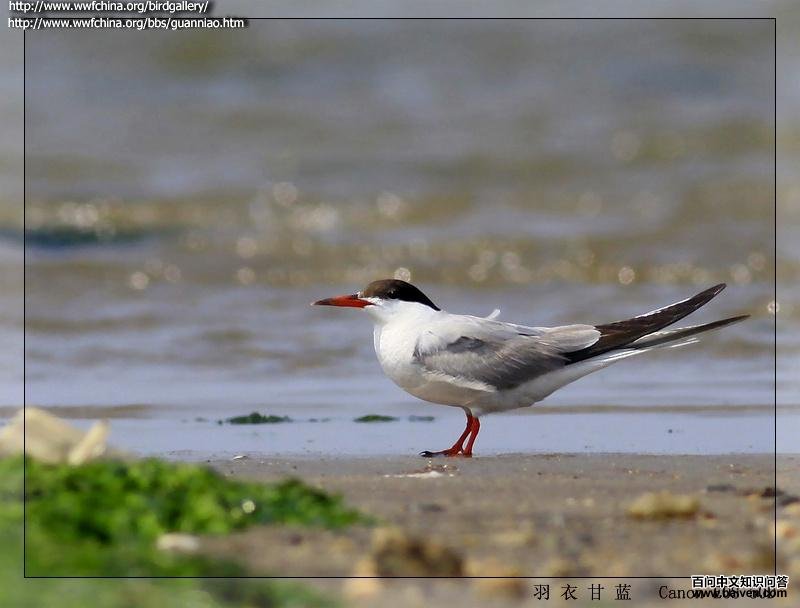 ��ͨ��Ÿ��ͼƬ