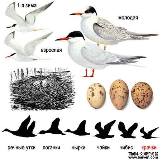 ��ͨ��Ÿ��ʶͼ