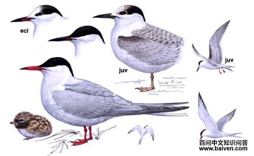 ��ͨ��Ÿ��ʶͼ