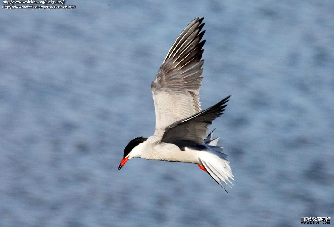 ��ͨ��Ÿ���񣨷�ֳ�𣩷���ͼ