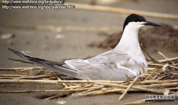 ��ͨ��Ÿ�������֣�ͷ������ͷ�ں�ɫ���屳�Ұף������ɫ����Ҫ�ֲ���������ϡ�����ࡣ