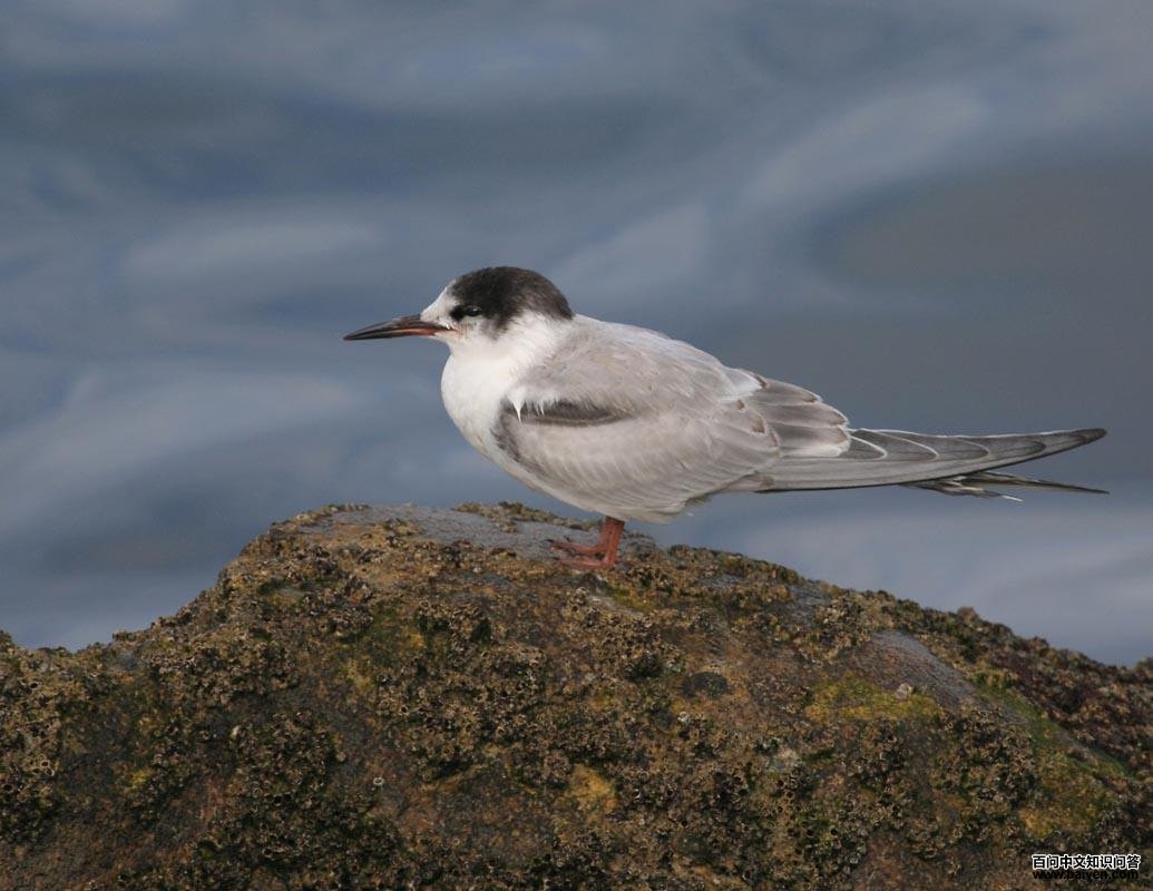 ��ͨ��Ÿ�Ƿ�ֳ�𣺶��