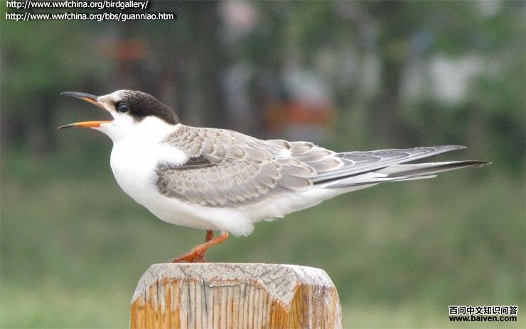 ��ͨ��Ÿ�ǳ�������ߺ�ɫ��ߣ���ף�ǰ����