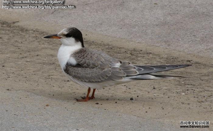 ��ͨ��Ÿ�ǳ��񣺶�ף�ǰ����