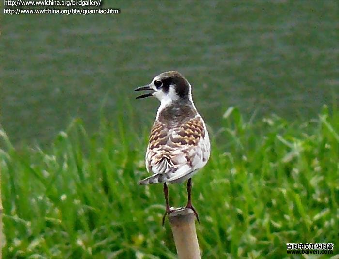 ��ͨ��Ÿ�ǳ��������ɫŨ