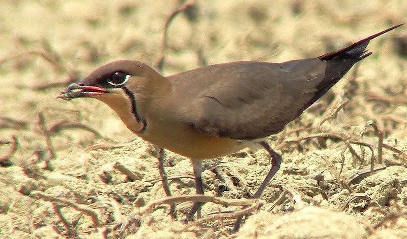 普通燕鸻 普通燕鸻的图片