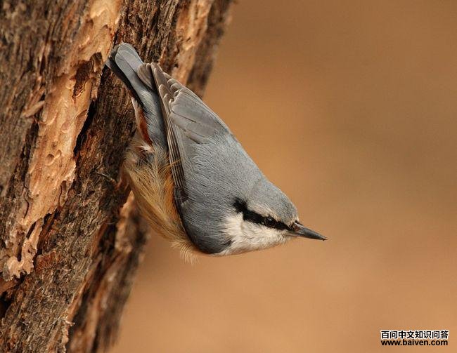 普通鳾 普通鳾的图片