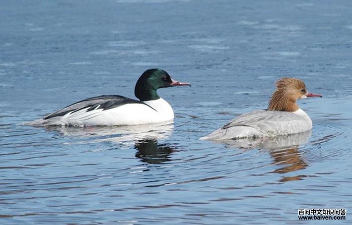 ��ͨ��ɳѼ��ͼƬ