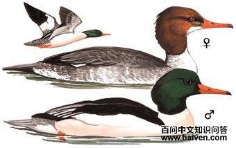 ��ͨ��ɳѼ����̬����ͼ