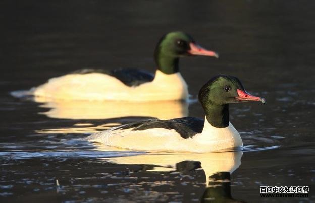 ��ͨ��ɳѼ����