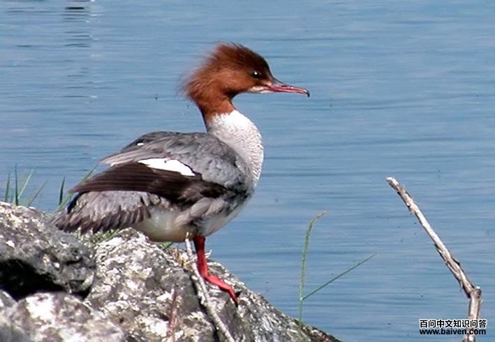 ��ͨ��ɳѼ������