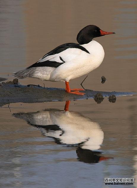 ��ͨ��ɳѼ����