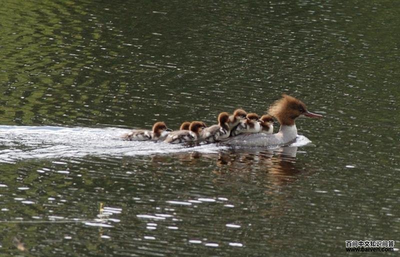 ��ͨ��ɳѼ��������һȺ����