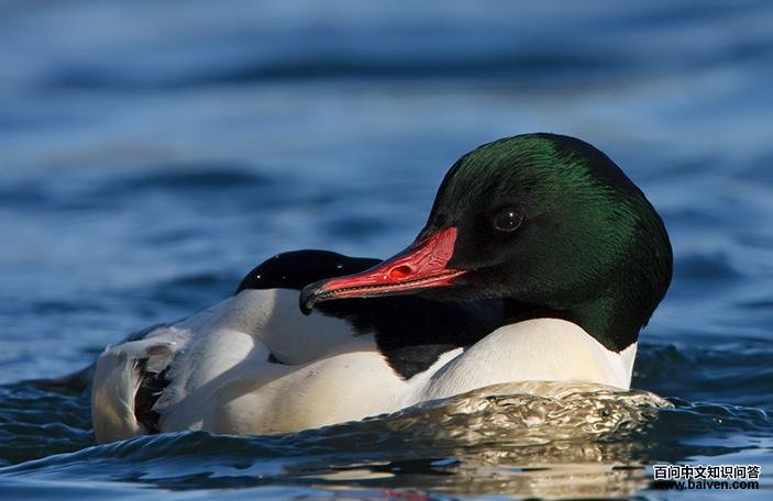 ��ͨ��ɳѼ����