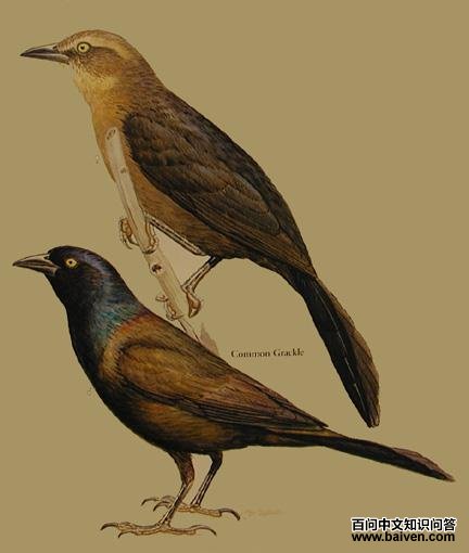 ��ͨ��˸磺��̬����ͼ