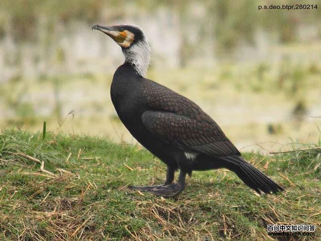 ��ͨ��˵�ͼƬ