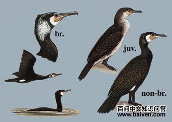 ��ͨ��ˣ���̬����ͼ