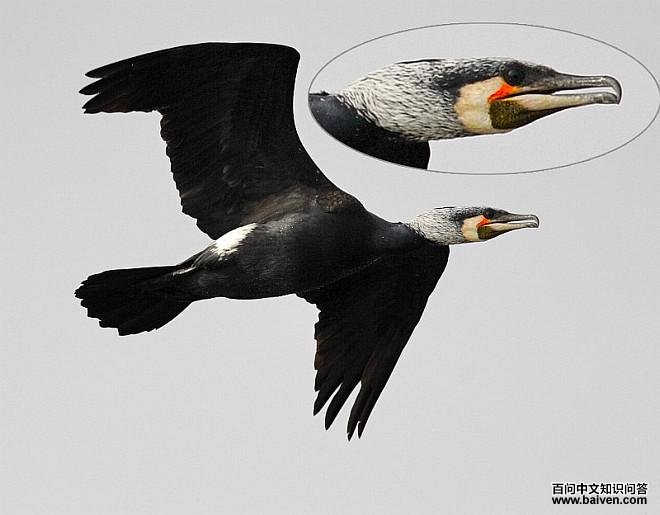 ��ͨ��ˣ���ֳ��