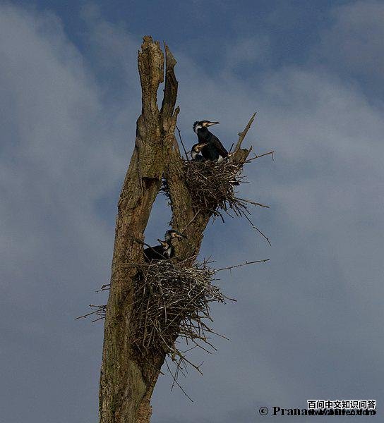 ��ͨ��ˣ���