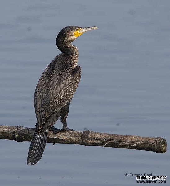 ��ͨ��ˣ��ǳ���