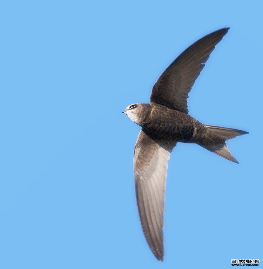 普通楼燕 普通楼燕的图片