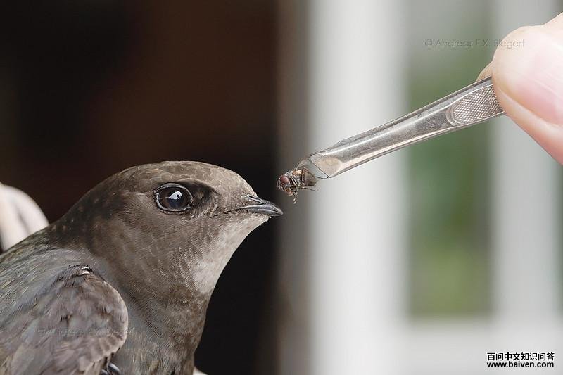 ��ͨ¥�ࣺ����ιʳ