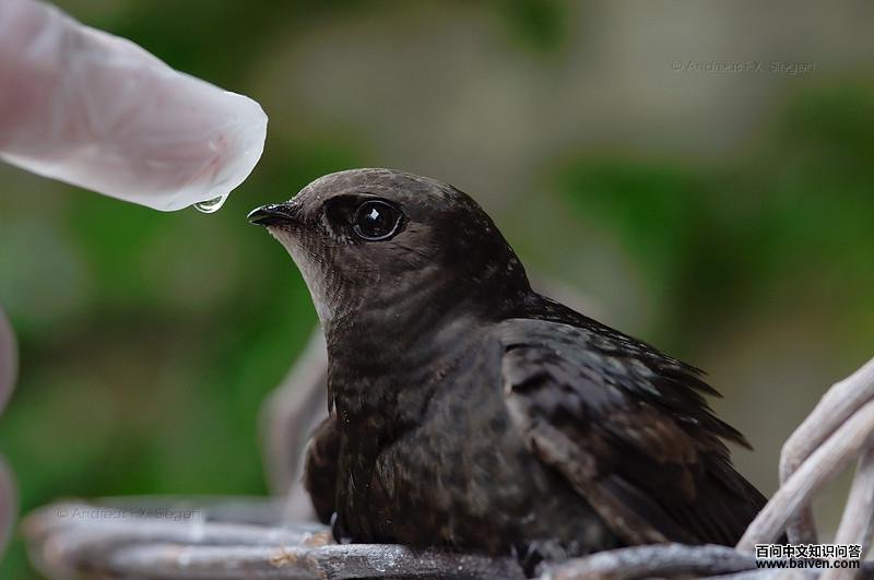 ��ͨ¥�ࣺ����ιˮ