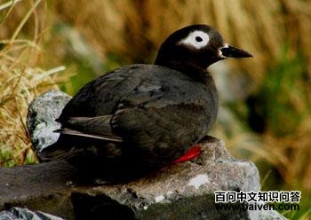 �׿�����