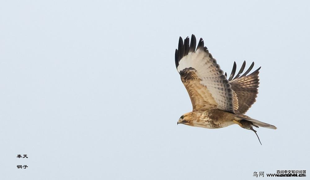 ��ͨ�\���������ͬһֻ��